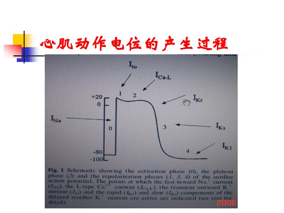 电解质与心律失常治疗_第2页