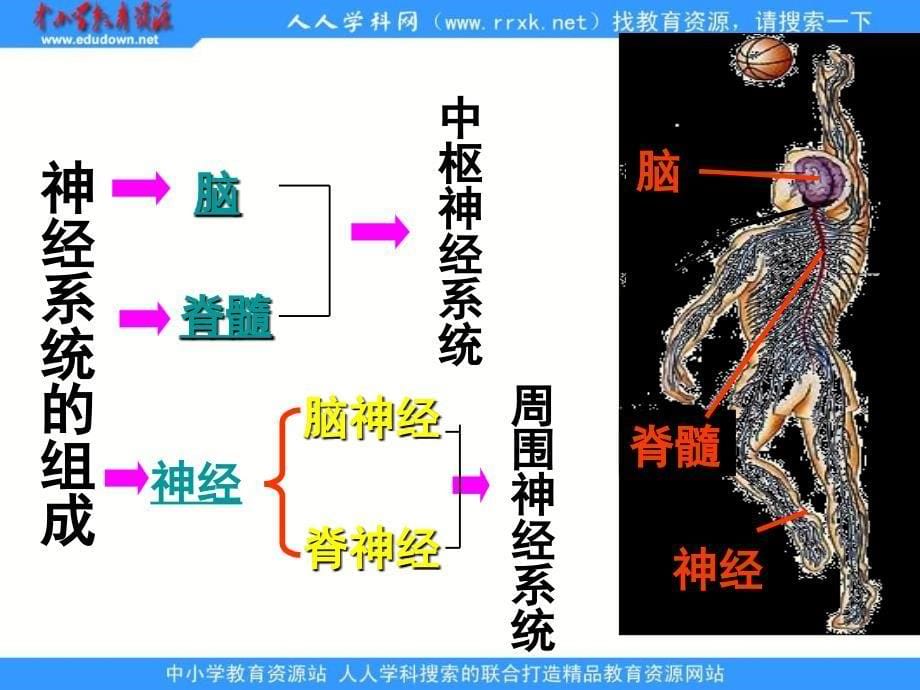 沿橡皮的轮廓在纸上画一个图形_第5页