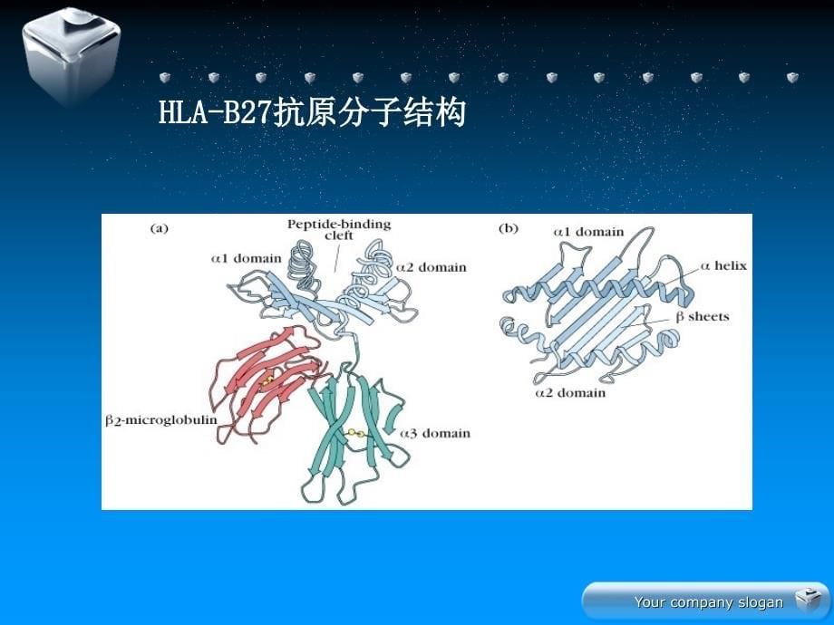 HLAB27高分辨基因分型的临床_第5页