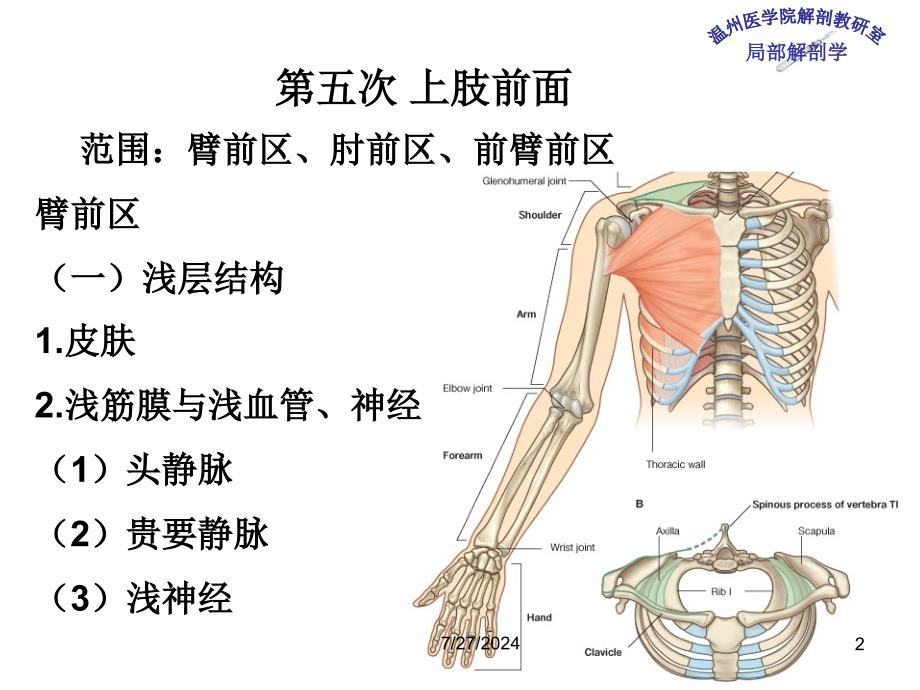 《局部解剖学 》教学课件：5_上肢前面 (2)_第2页