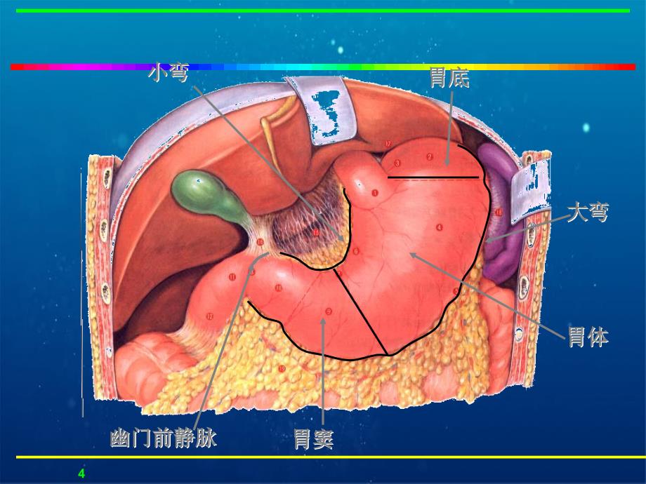 胃十二指肠外科疾病课件_第4页