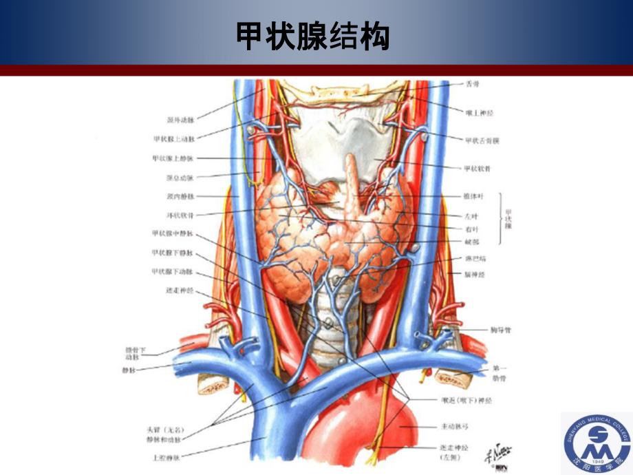 医学ppt甲状腺激素及抗甲状腺药_第3页