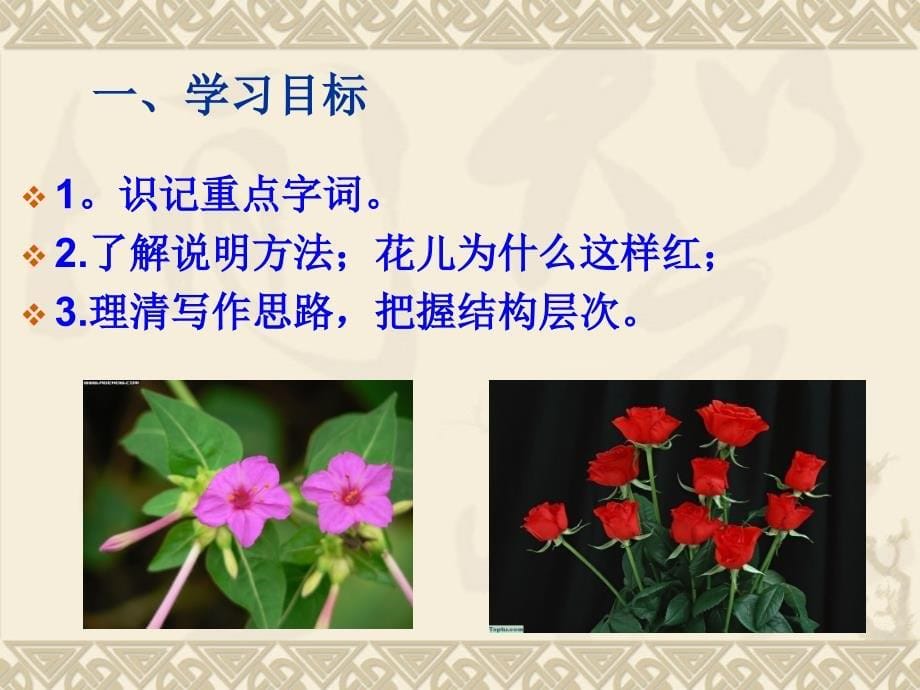 花儿为什么这样红课件_第5页