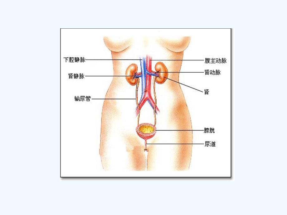 肾脏疾病基础知识概述ppt75页课件_第3页