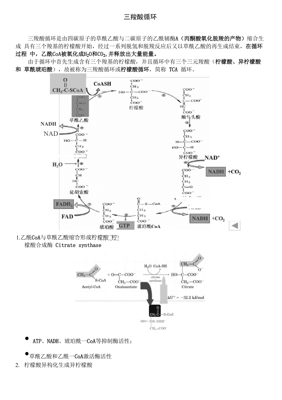 三羧酸循环_第1页