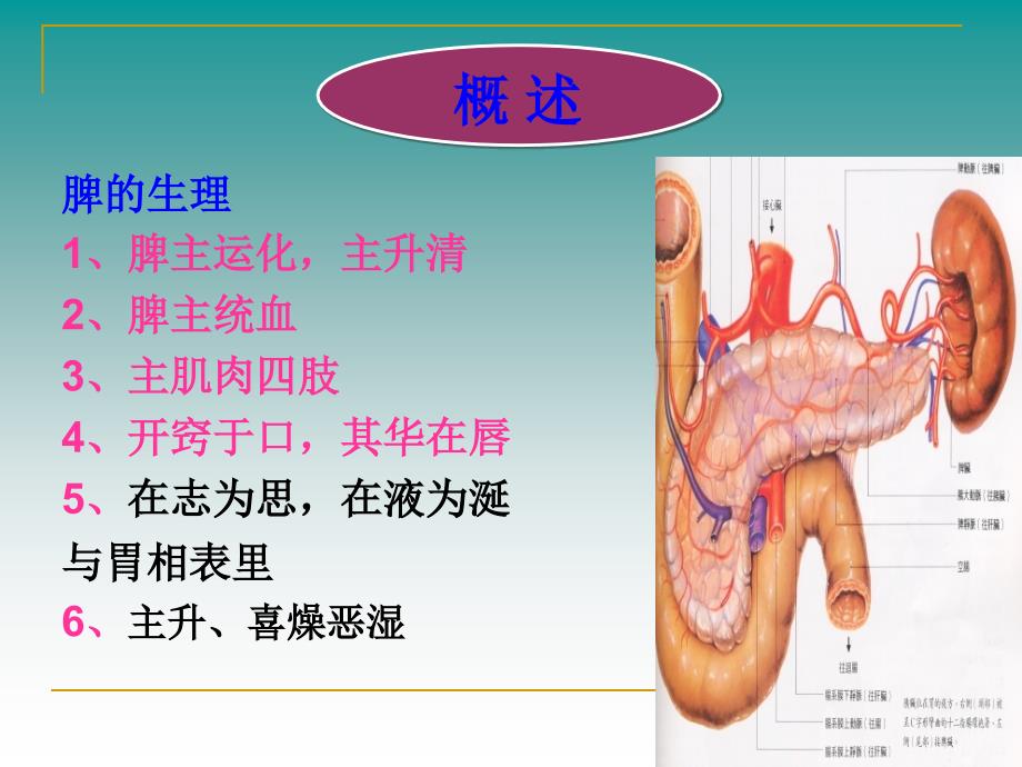 脾胃病辨证课件.ppt_第2页