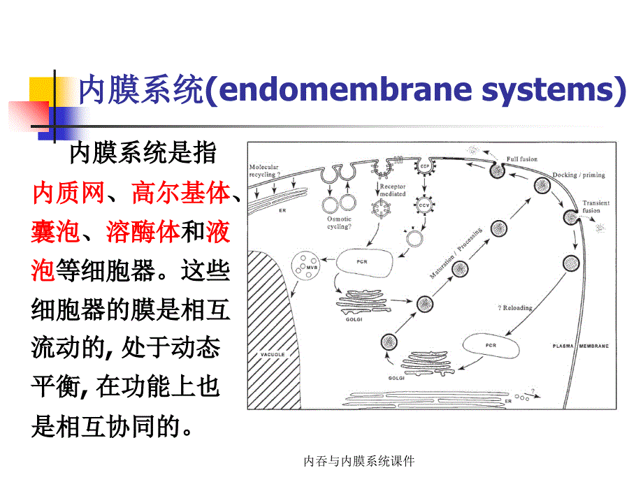 内吞与内膜系统课件_第3页