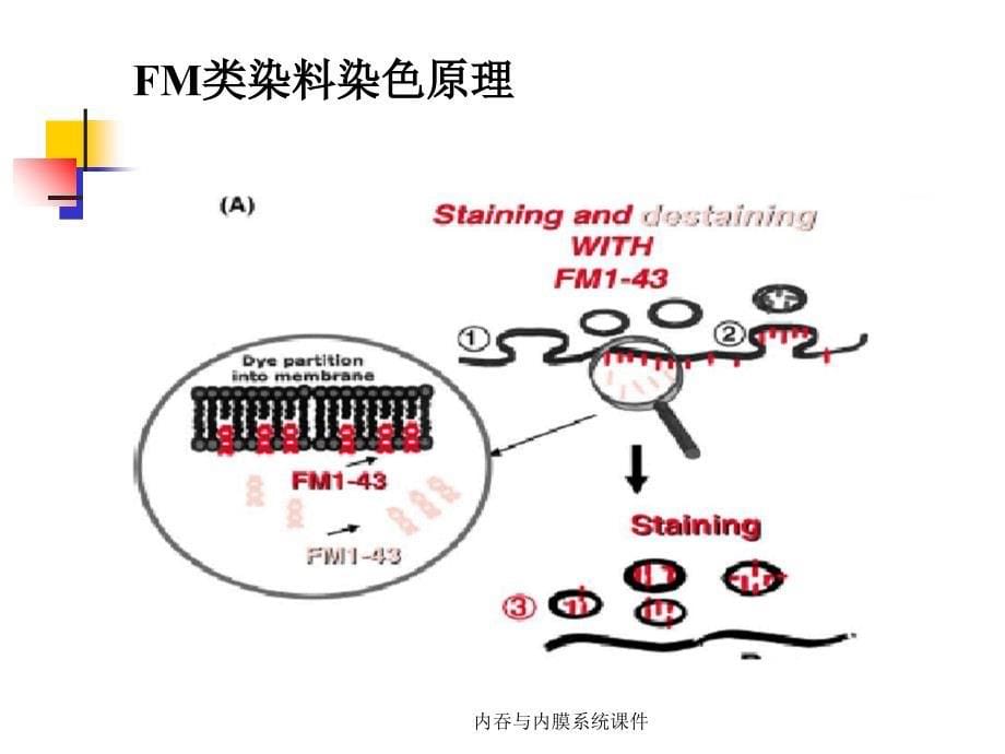 内吞与内膜系统课件_第5页