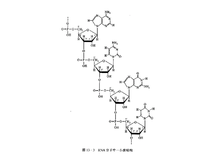 分子生物学：第十章 RNA的结构与功能_第4页