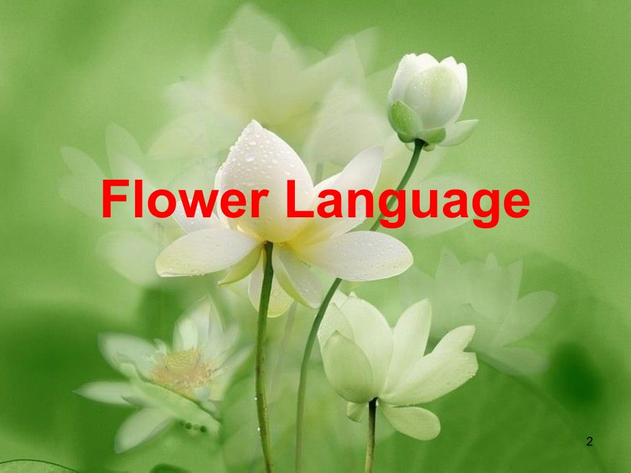 FlowerLanguage_第2页