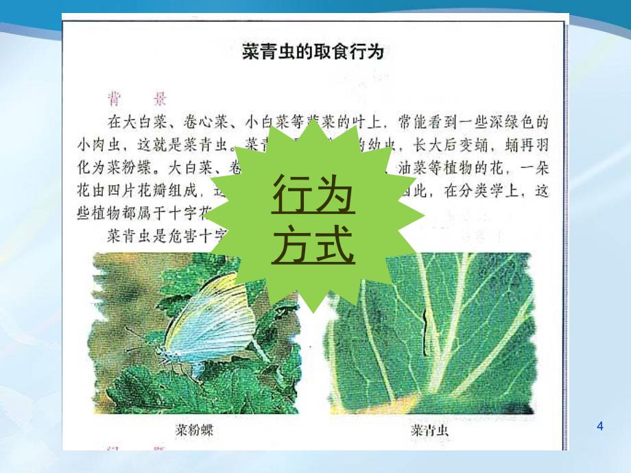 22基因控制生物的性状_第4页