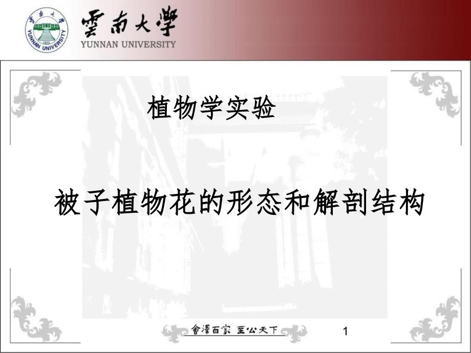 植物学实验花幻灯片_第1页