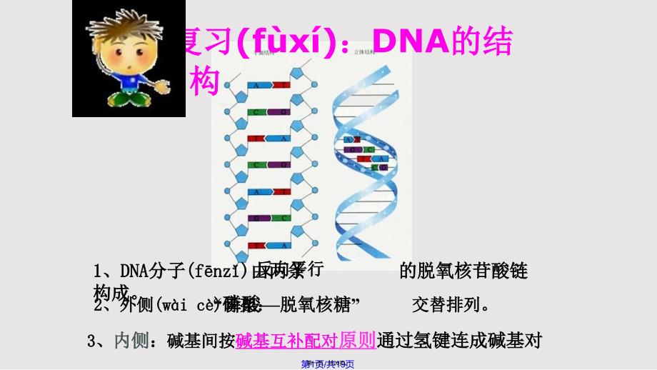 DNA的复制——过程实用教案_第1页