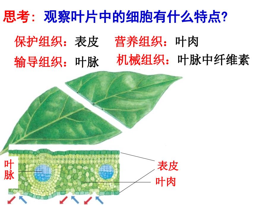 3生物体的结构层次二_第3页