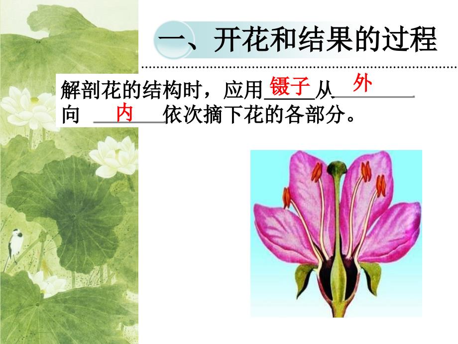 被子植物的一生复习_第3页