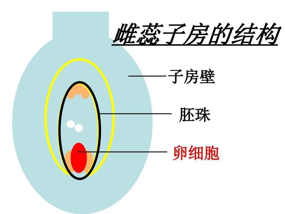 被子植物的一生复习_第5页