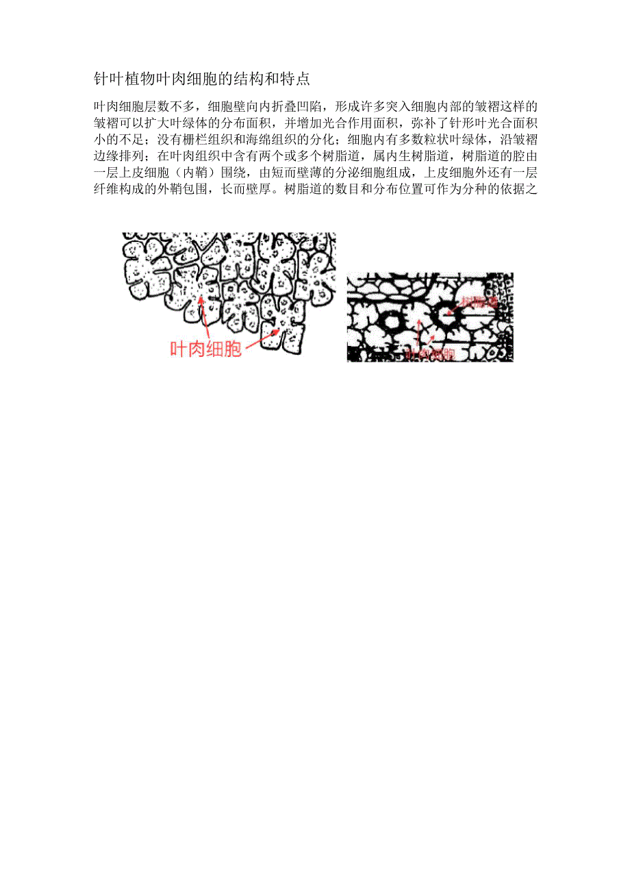 针叶植物叶肉细胞的结构和特点_第1页