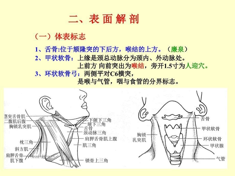 颈部肌肉、神经、血管详解.ppt_第5页