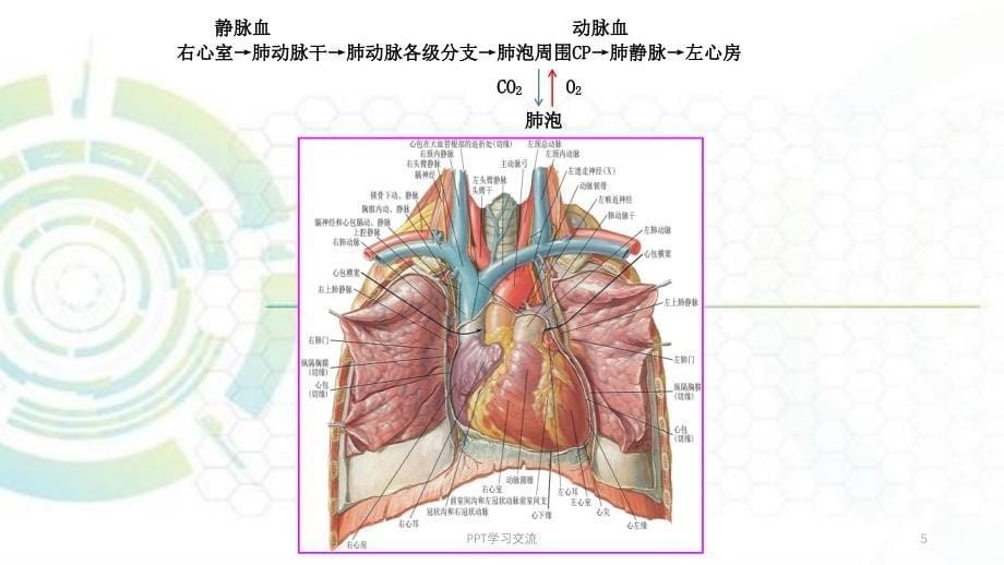 肺循环的血管和体循环的动脉ppt课件_第5页