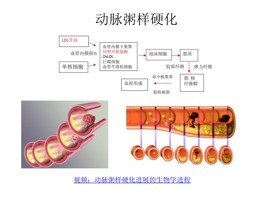 茶黄素与茶多酚PPT课件_第4页