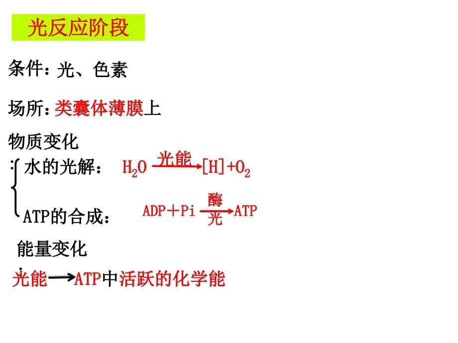 光合作用的过程及应用课件_第5页