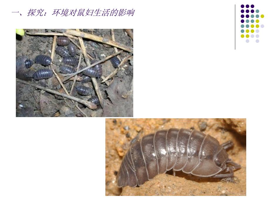 非生物因素对生物的影响_第4页