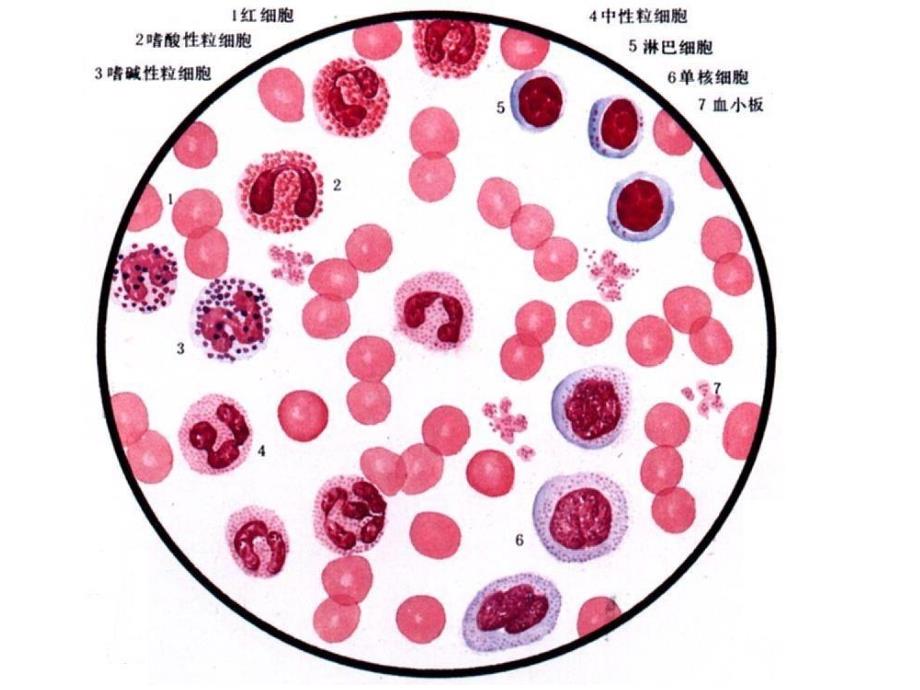 动物生理学第三章血液_第2页