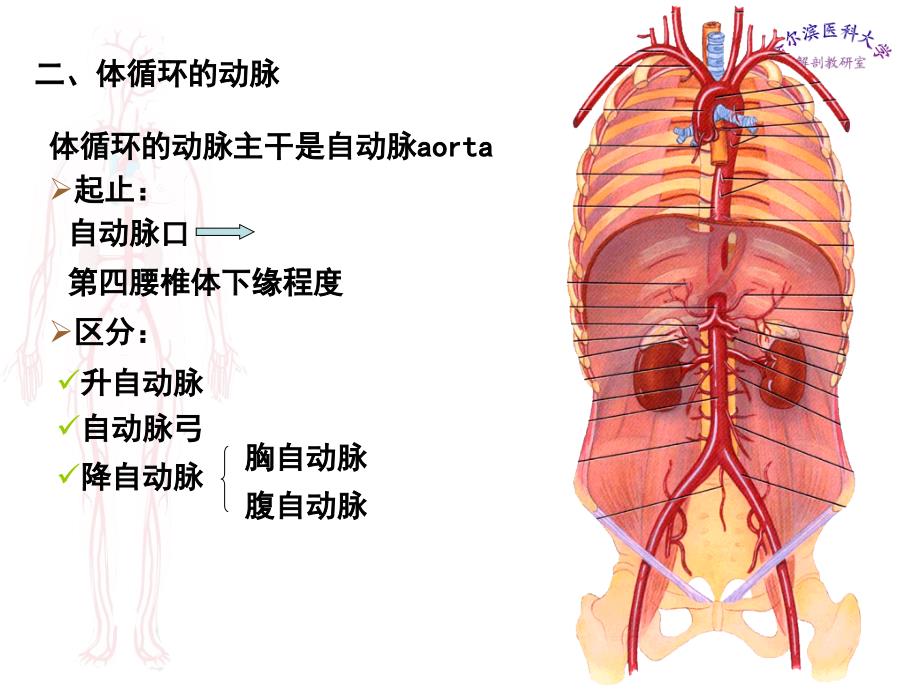 哈医大系解动脉ppt课件_第2页