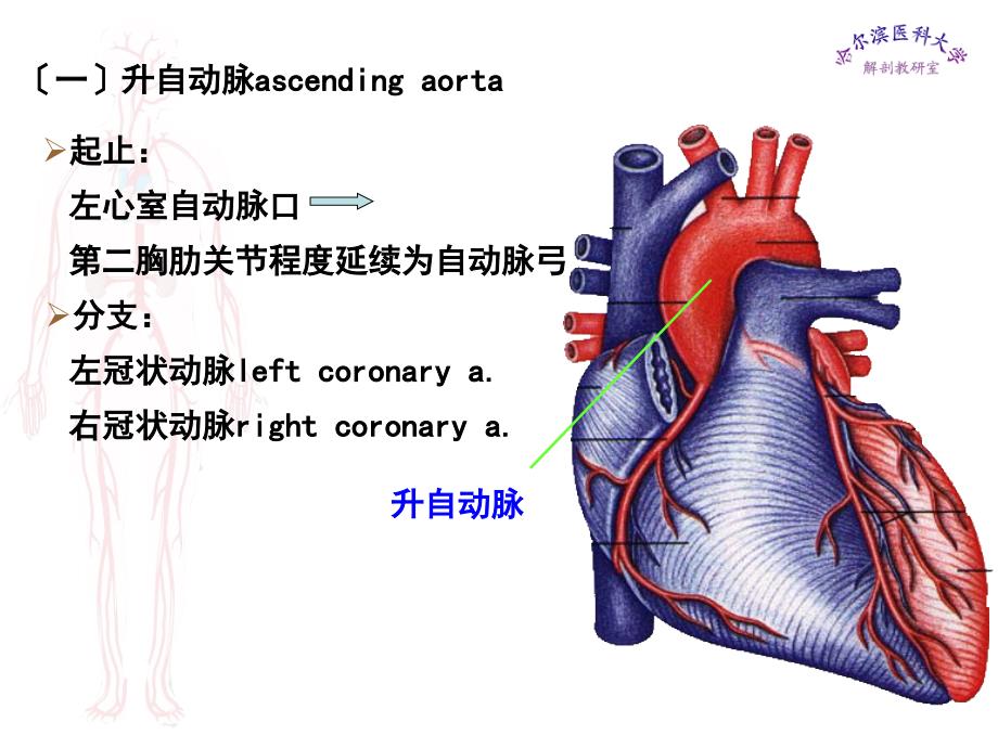 哈医大系解动脉ppt课件_第3页