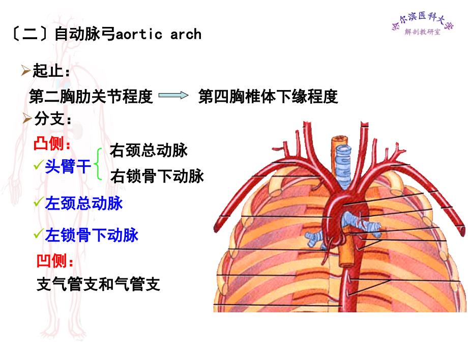 哈医大系解动脉ppt课件_第4页