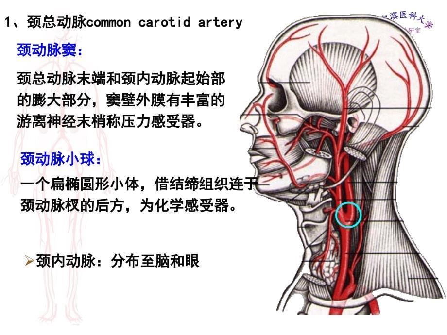 哈医大系解动脉ppt课件_第5页