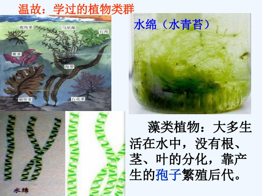 第六单元第一章第一节尝试对生物进行分类课件_第4页