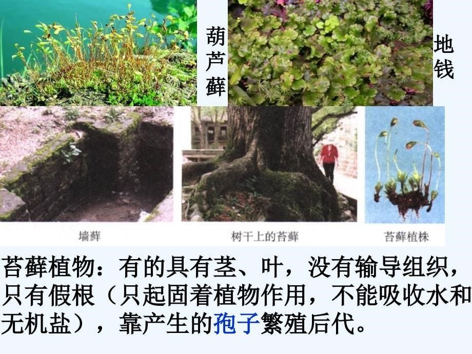 第六单元第一章第一节尝试对生物进行分类课件_第5页