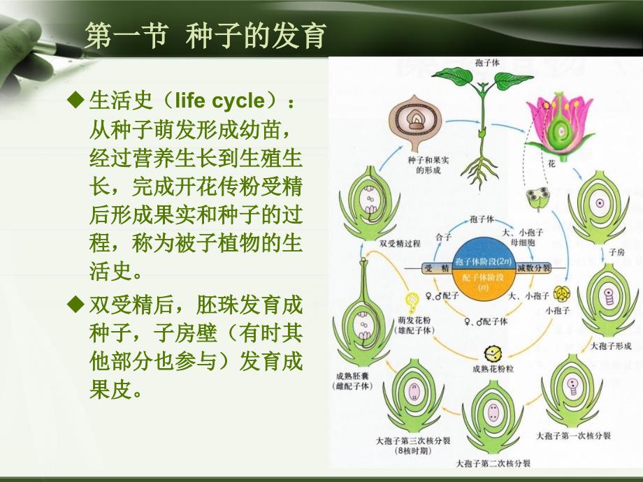 植物学-第九章 种子的发育、果实的形成和果皮的结构_第3页