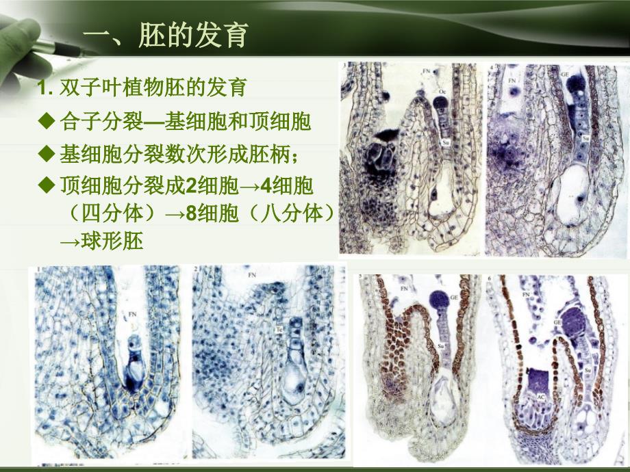 植物学-第九章 种子的发育、果实的形成和果皮的结构_第4页