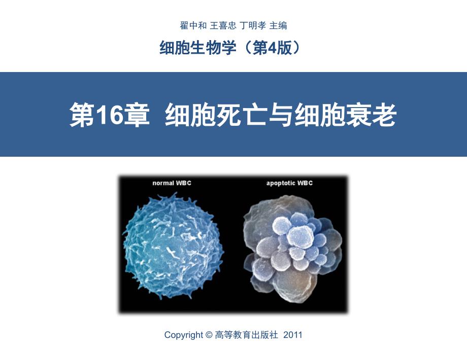 第16章细胞死亡与细胞衰老_第1页