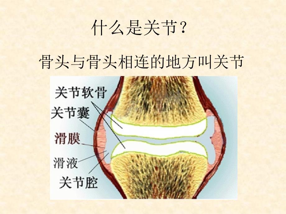 小学科学四年级上册关节_第3页