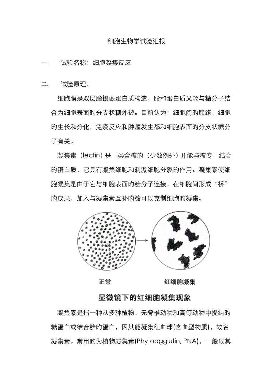 2023年细胞凝集反应实验报告_第1页