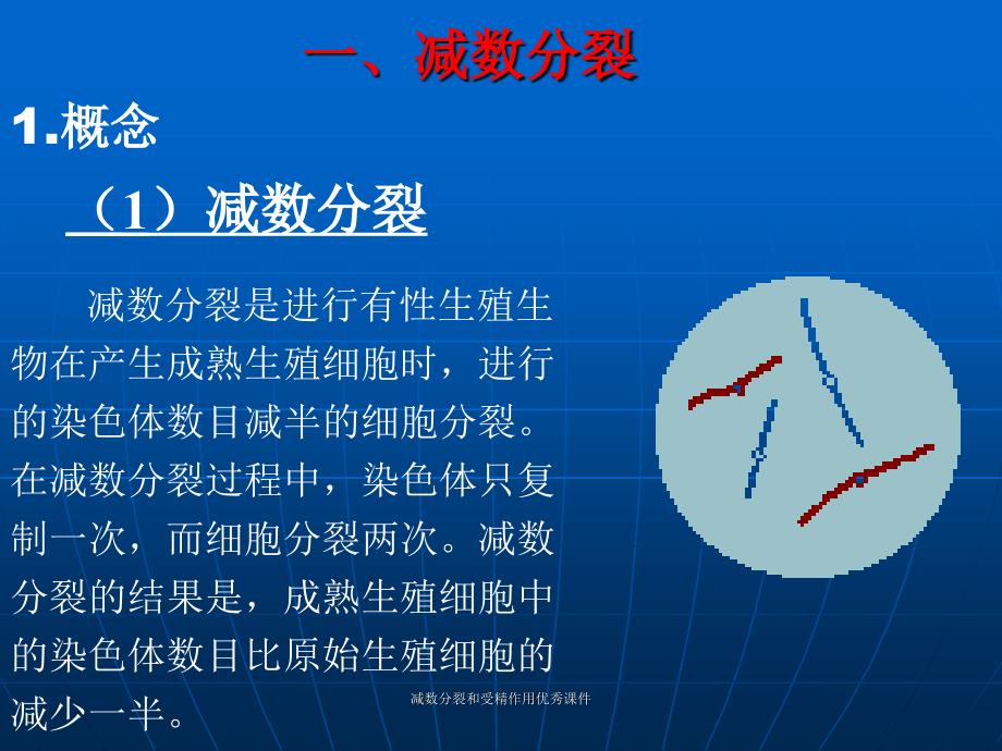 减数分裂和受精作用课件_第2页