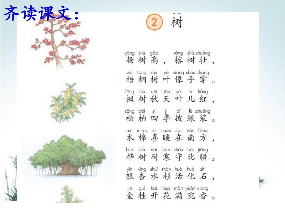 识字2树之歌课件_第3页