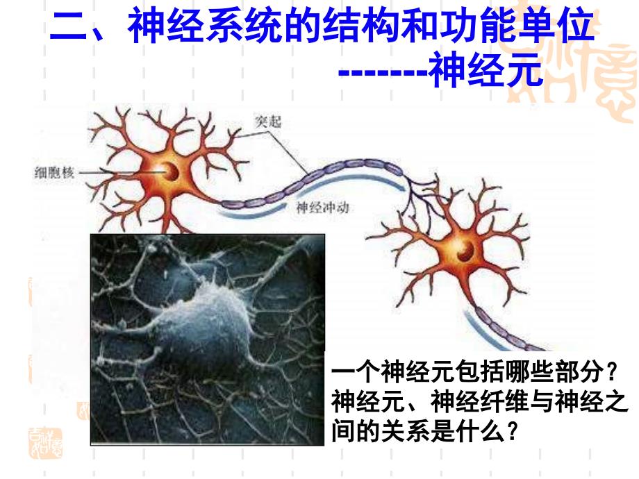 神经调节复习大全_第4页