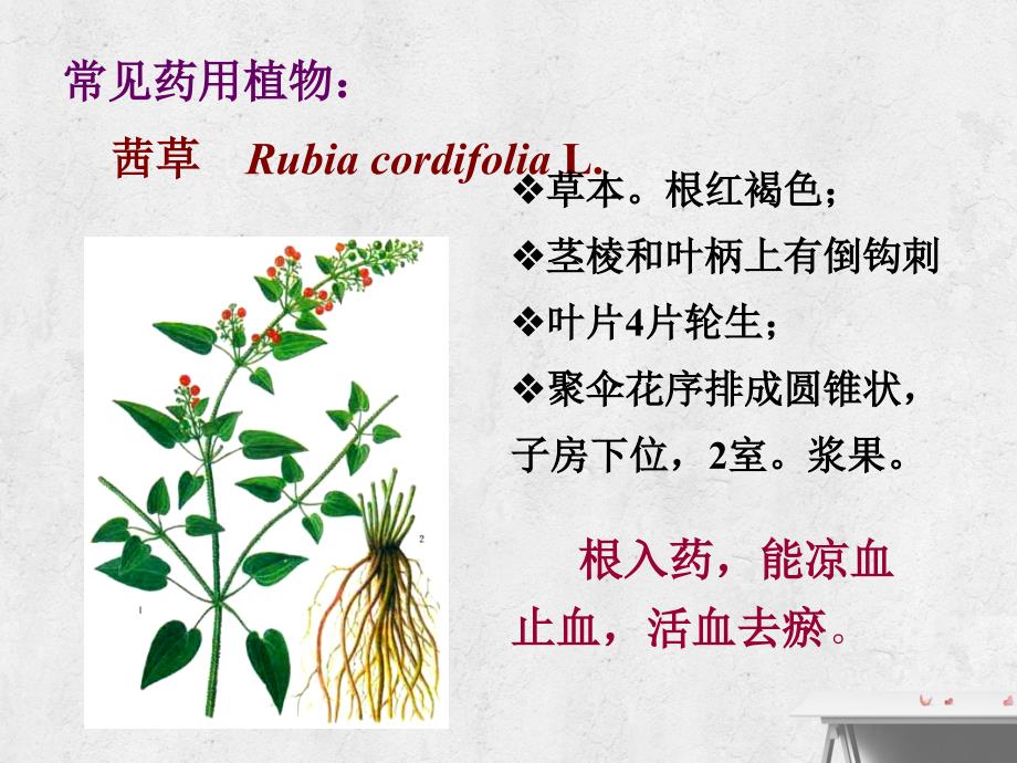 药用植物学茜草科_第4页