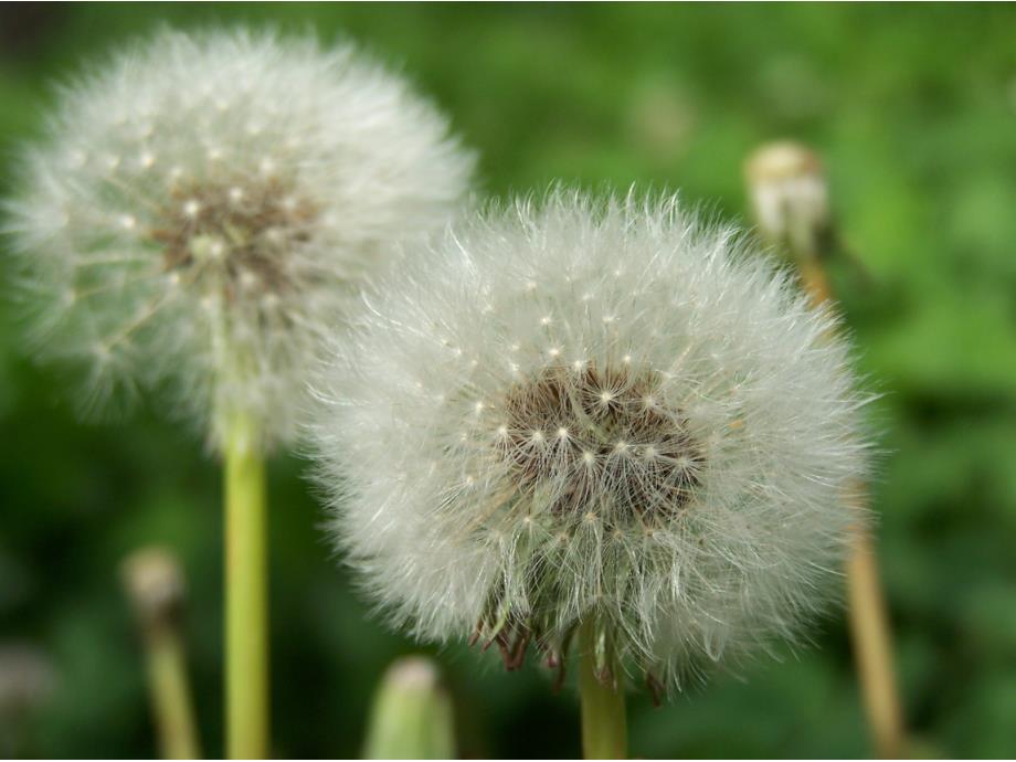 3、植物妈妈有办法_第2页