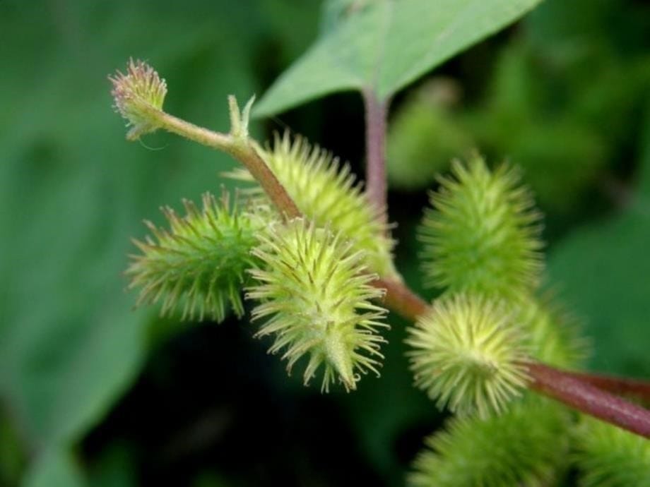 3、植物妈妈有办法_第5页