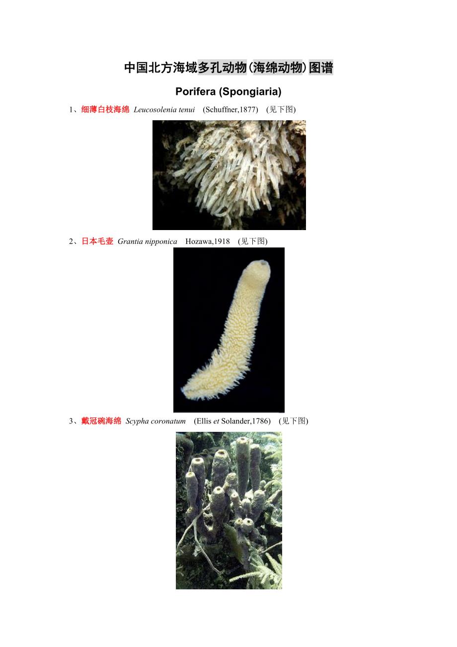 中国北方海域 多孔动物(海绵动物)图谱.docx_第1页