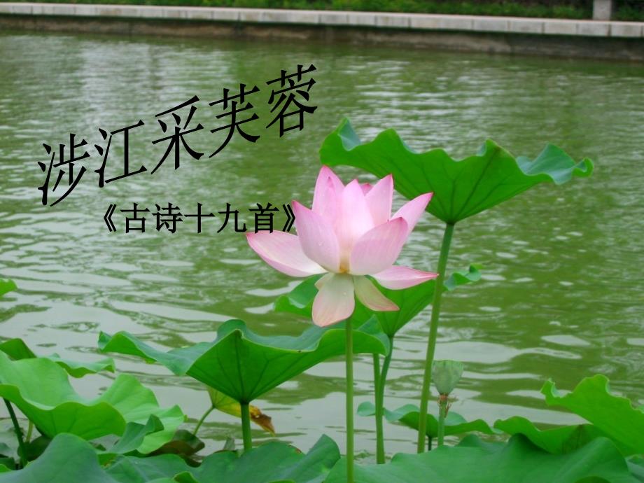 《涉江采芙蓉》优秀.ppt_第2页