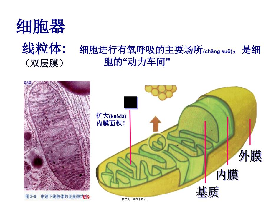 医学专题—细胞器──系统内的分工合作28298_第3页