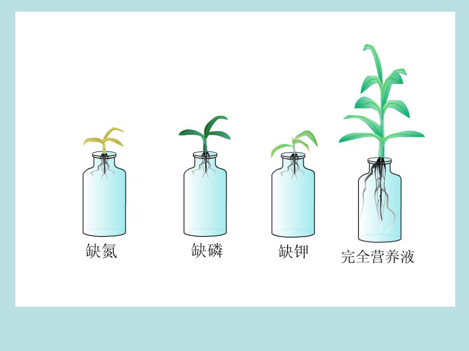 医学课件矿质营养_第1页