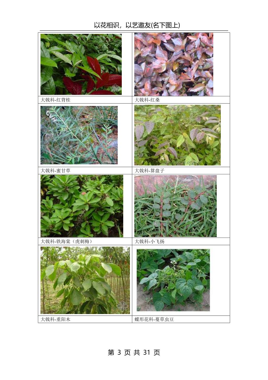 南方常见植物图谱 (2).doc_第3页