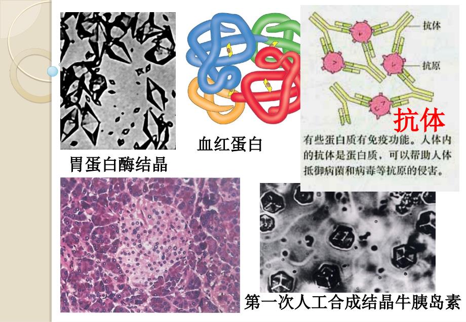 生命活动的主要承担者的蛋白质公开课_第3页